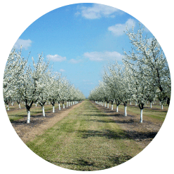 Plum blossoms