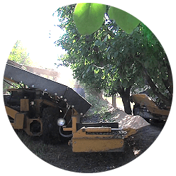 Harvesting prunes