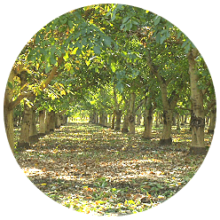 Walnut trees